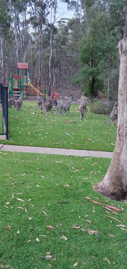 A-Line Holiday Park Bendigo Exterior photo